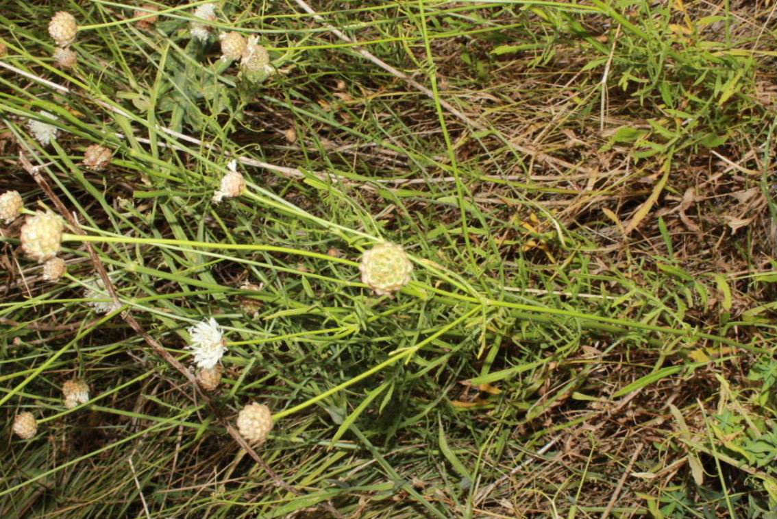 Cephalaria leucantha / Vedovina a teste bianche